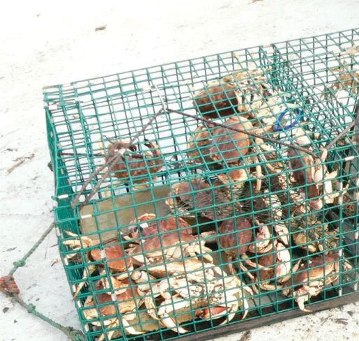 Ghost Fishing by Derelict Lobster Traps in LFA 36