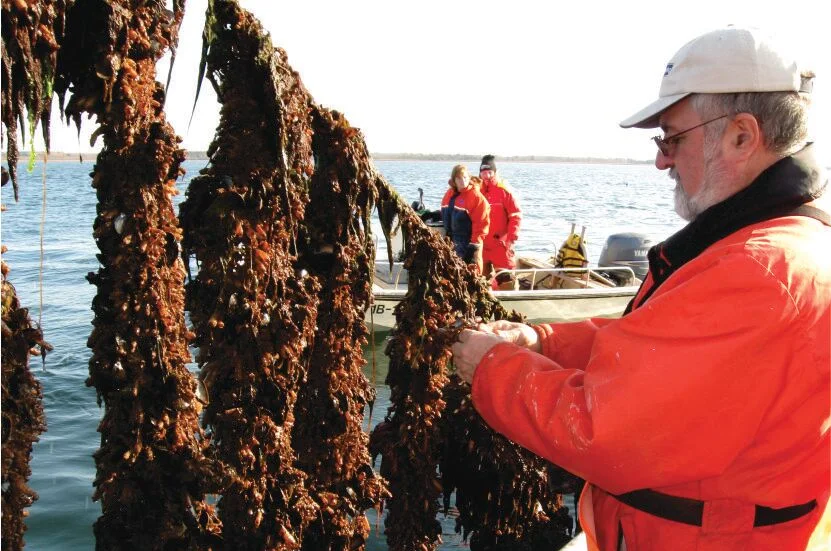 Tunicate Control at Mussel Farms